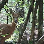 Veluwe Park Reewold Vision בקתה פוטן