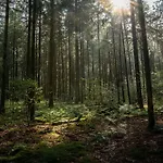 בקתה Veluwe Park Reewold Vision פוטן
