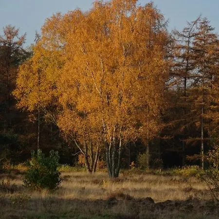 شاليه Veluwe Park Reewold Vision بوتِنْ