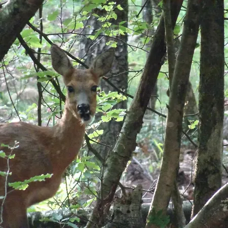 Veluwe Park Reewold Vision شاليه بوتِنْ
