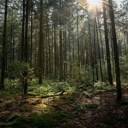 شاليه Veluwe Park Reewold Vision بوتِنْ