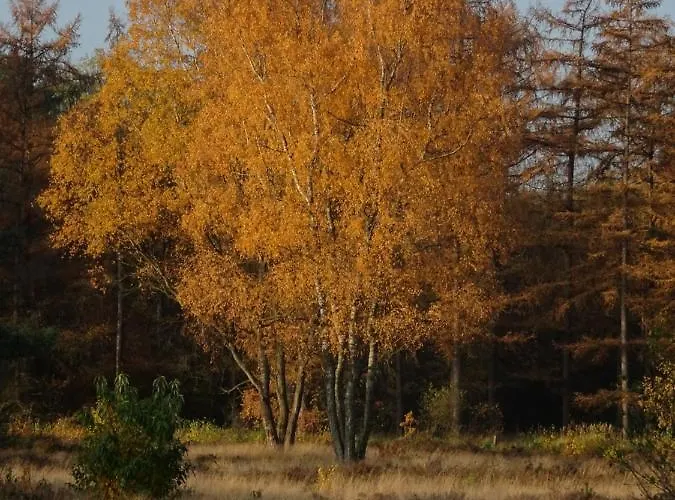 Chalet Veluwe Park Reewold Vision Putten