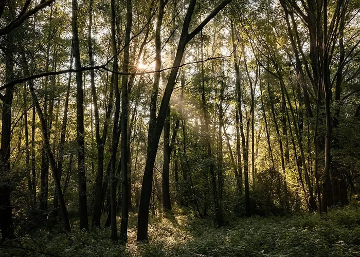 Veluwe Park Reewold Vision 皮滕