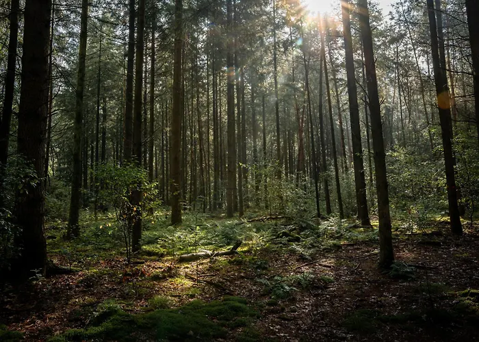 木屋 Veluwe Park Reewold Vision 皮滕