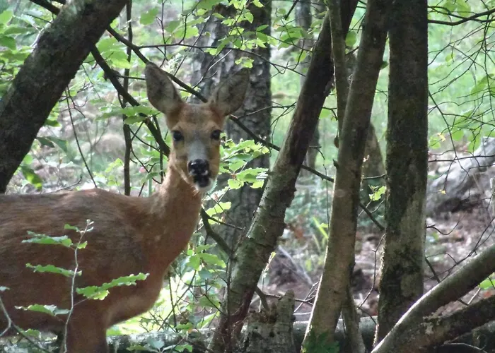 Veluwe Park Reewold Vision Σαλέ Putten